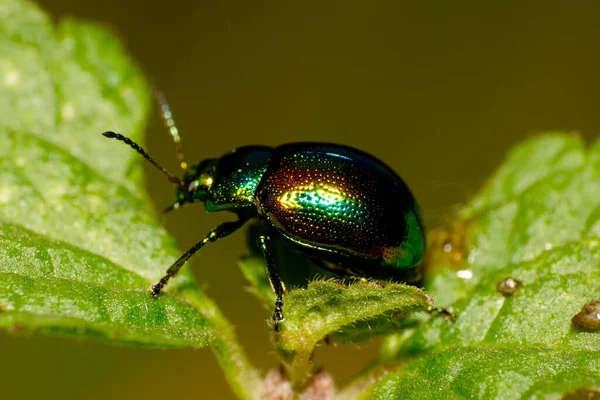 Macro Gran Cáucaso Arrastrándose Pequeño Escarabajo Verde Con Largas Antenas — Foto de Stock