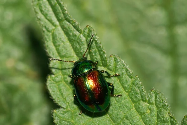 Makro Malého Zeleno Červeného Bílého Brouka Chrysomelids Sedí Zeleném Letním — Stock fotografie
