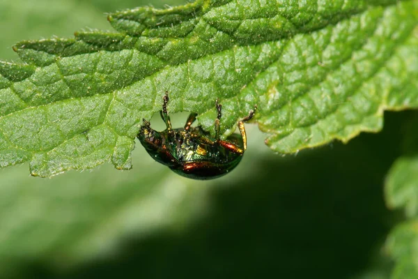 Detailní Záběr Malého Zeleno Červeného Bílého Brouka Chrysomelids Sedí Zeleném — Stock fotografie