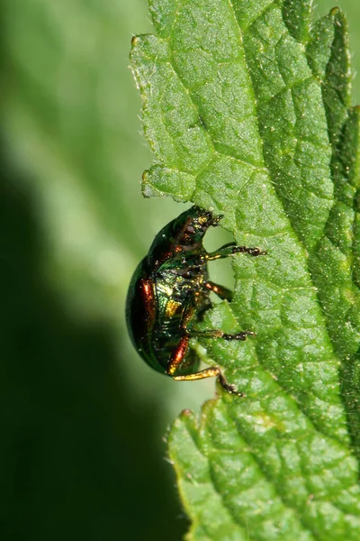Vista Lateral Macro Pequeño Escarabajo Caucásico Verde Rojo Chrysomelids Sentado — Foto de Stock
