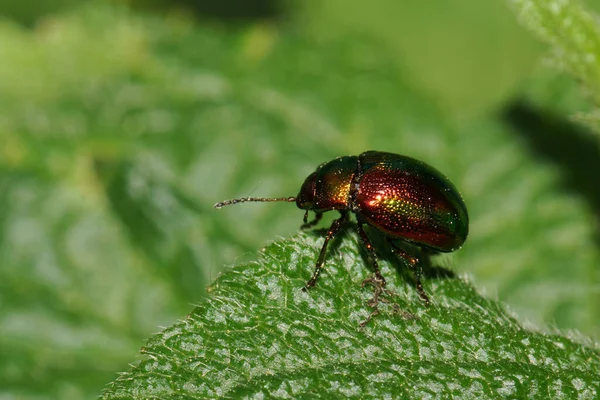 Nahaufnahme Eines Grün Roten Kaukasischen Käfers Chrysomeliden Auf Einem Grünen — Stockfoto
