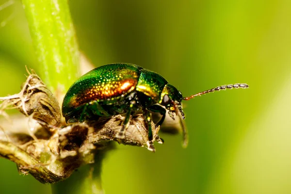 Nahaufnahme Eines Grünen Und Orangefarbenen Großkaukasus Käfers Mit Langen Beinen — Stockfoto