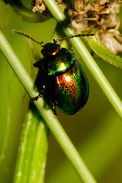 Primer Plano Verde Naranja Gran Cáucaso Pequeño Escarabajo Verde Con — Foto de Stock