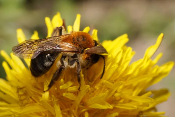 Nahaufnahme Einer Braunen Und Kaukasischen Biene Andrena Auf Einem Gelben — Stockfoto