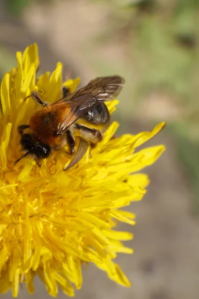 Macro View Caucasian Fluffy Brown Bee Andrena Yellow Dandelion Spring — Stock Photo, Image