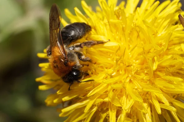 Nahaufnahme Der Kaukasischen Biene Andrena Auf Gelbem Löwenzahn Frühling — Stockfoto