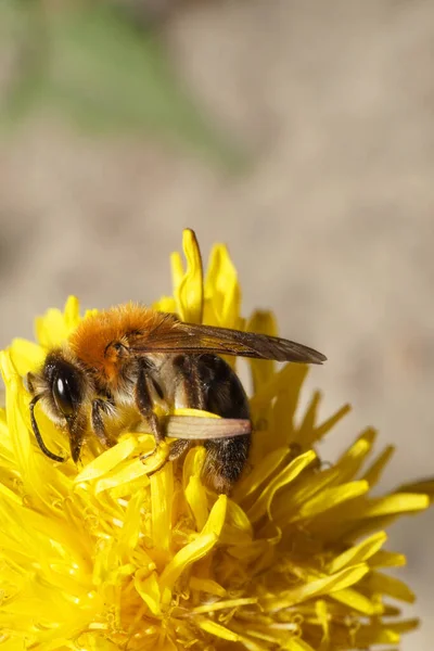 Macro Vue Une Abeille Caucasienne Printemps Duveteuse Brune Andrena Sur — Photo