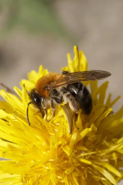 Close Spring Caucasian Fluffy Bee Andrena Yellow Dandelion Sprin — Stock Photo, Image