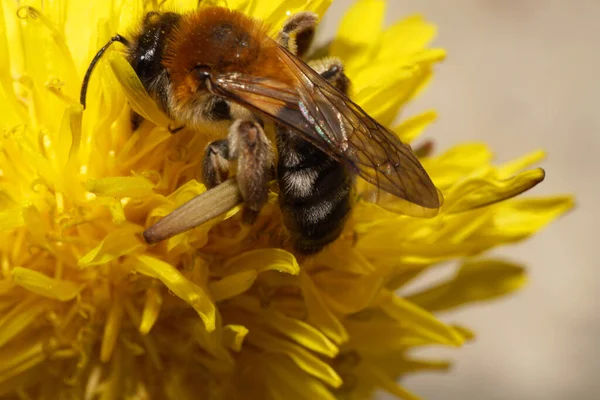 Macro Spring Caucasian Fluffy Bee Andrena Yellow Dandelion Spring — Stock Photo, Image