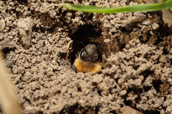 Macro Fluffy Caucasian Bee Melecta Albifrons Long Antennas Dug Earthen — Stock Photo, Image