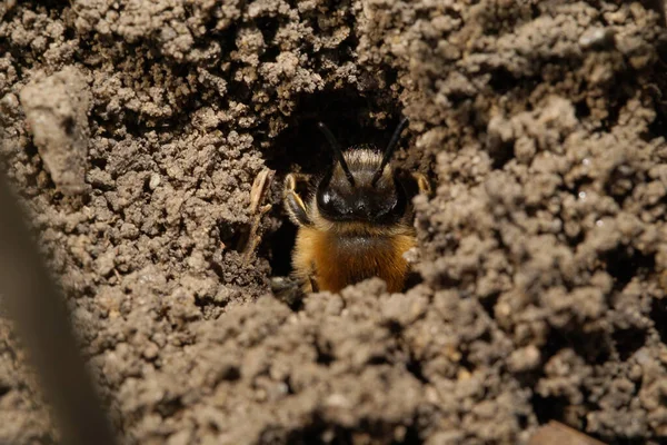 Gros Plan Tête Abeille Blanche Moelleuse Brune Melecta Albifrons Avec — Photo