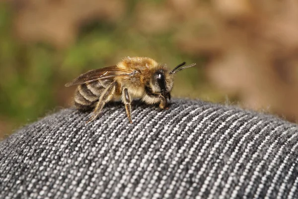 Macro Abeille Blanche Moelleuse Brune Melecta Albifrons Avec Antenne Longue — Photo