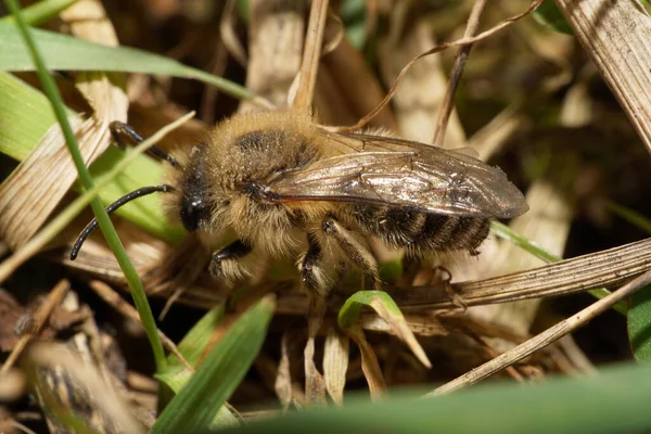 Makro Fluffiga Och Bruna Kaukasiska Melecta Albifroner Med Långa Antenner — Stockfoto