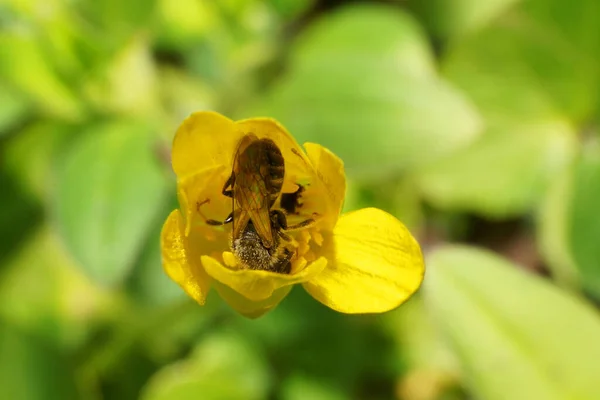 Close Brown Caucasian Bee Andrena Long Antennae Sitting Yellow Onion — Stock Photo, Image