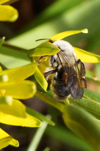 Nahaufnahme Einer Grauen Und Flauschigen Kaukasischen Biene Andrena Die Nektar — Stockfoto