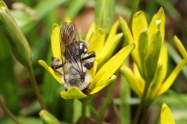 Macro Une Abeille Pelucheuse Rayée Grise Andrena Aux Ailes Oignon — Photo