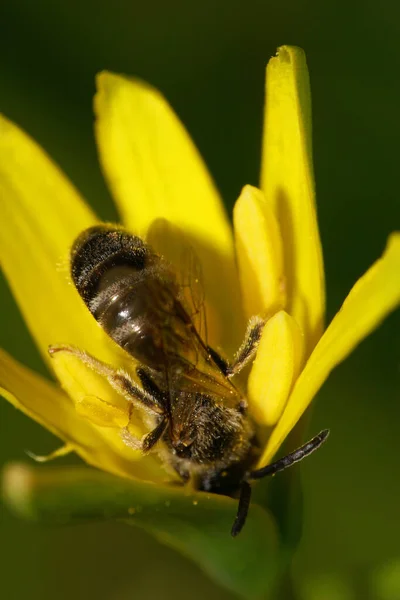 Vista Macro Cima Uma Pequena Abelha Listrada Marrom Fofa Andrena — Fotografia de Stock