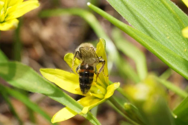 Close Uma Abelha Listrada Fofa Andrena Coletando Néctar Uma Flor — Fotografia de Stock