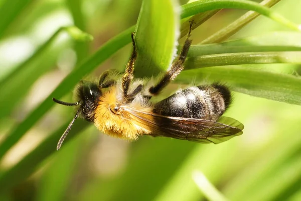 Macro Vue Côté Une Abeille Pelucheuse Rayée Brune Andrena Sur — Photo