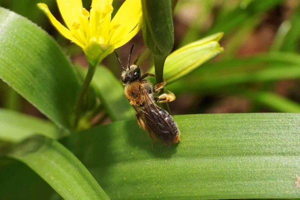 Nahaufnahme Einer Flauschigen Braunen Biene Andrena Die Zeitigen Frühling Auf — Stockfoto