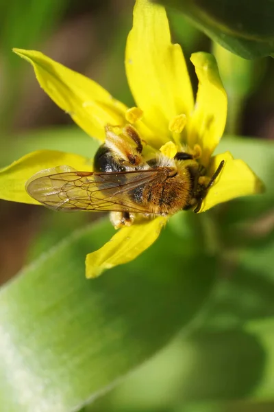 ふわふわの縞模様と茶色の蜂のマクロビュー早春に黄色の花を持つ野生のガチョウのタマネギの植物に翼を持つアンドレナ — ストック写真