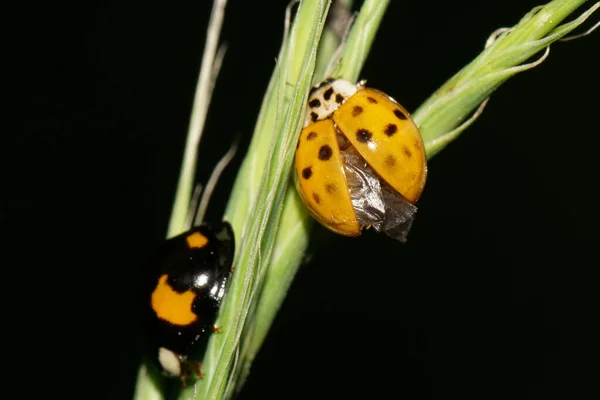 Close Duas Joaninhas Caucasianas Com Asas Grama Verde — Fotografia de Stock