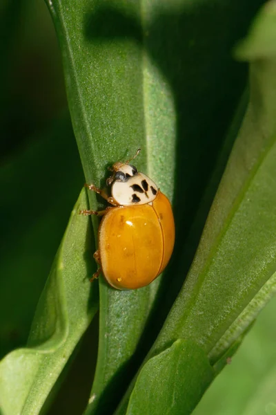 Yazın Yağmurdan Sonra Coccinella Nın Sarı Kafkas Uğur Böceği — Stok fotoğraf
