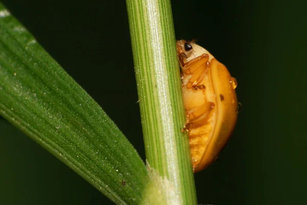 Macro View Side Yellow Caucasian Ladybug Coccinella Leaf Rain Drops — Stock Photo, Image