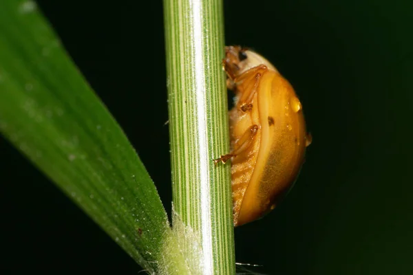 Close Yellow Caucasian Ladybug Coccinella Leaf Rain Drops Summer — Stock Photo, Image