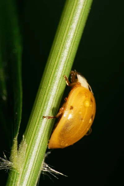 黄色のコーカサスのテントウムシの側面のマクロビュー夏に雨が降った茎の上のCocinella — ストック写真