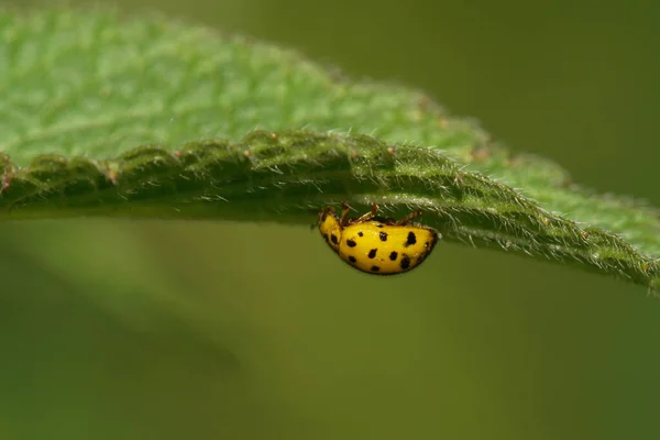 Macro Van Een Klein Geel Kaukasisch Lieveheersbeestje Onder Een Pluizig — Stockfoto