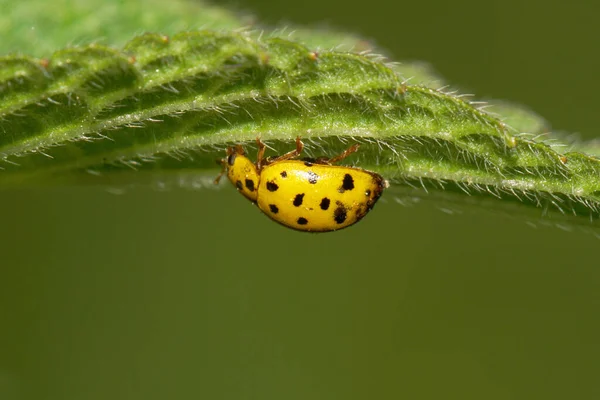 Macro Small Yellow Dark Spots Caucasian Ladybug Fluffy Leaf Nettle — Stock Photo, Image