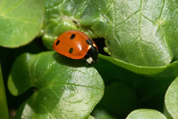 Close Small Caucasian Red Ladybug Black Dots Sitting Green Leaf — Stock Photo, Image