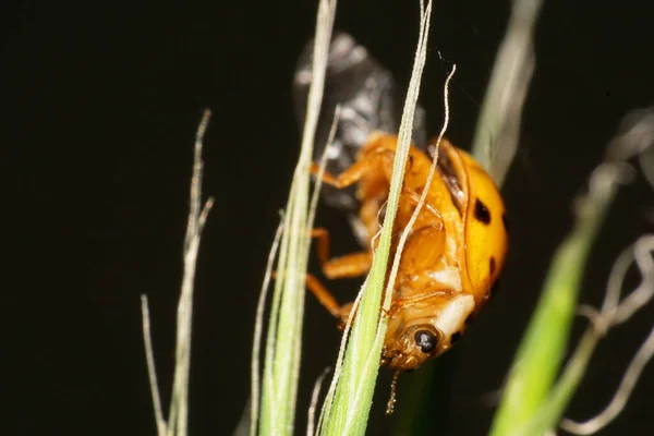 Makro Främre Bild Gul Med Svarta Fläckar Kaukasisk Nyckelpiga Grön — Stockfoto