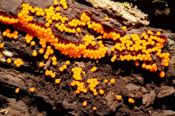 Macro Des Champignons Caucasiens Rouge Orange Mycetozoïdes Myxomycètes Poussant Sur — Photo