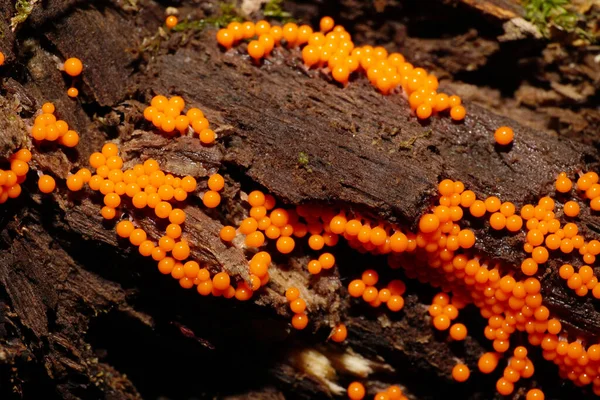 Росте Старому Поваленому Дереві Червонооранжевих Кавказьких Грибів Mycetozoa Myxomycetes — стокове фото
