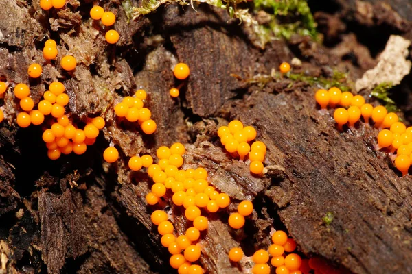 Close Van Kleine Rood Oranje Kaukasische Paddestoelen Miksomycete Mycetozoa Groeiend — Stockfoto