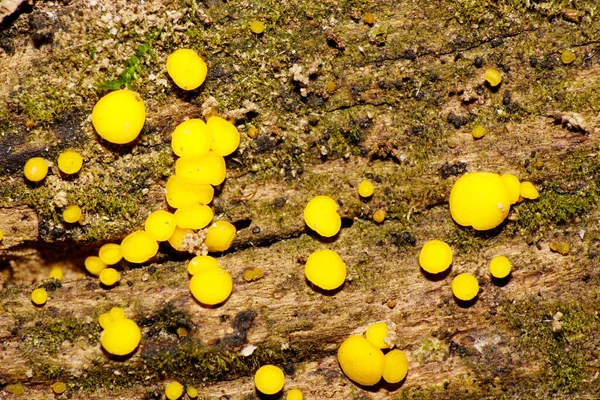 一群黄色的高加索蘑菇菌丝体的特写生长在一棵老旧的 腐烂的 倒下的苔藓树上 — 图库照片