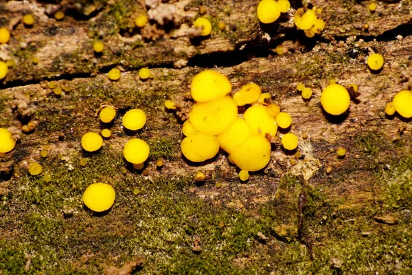 Close Van Een Groep Kleine Gele Kaukasische Paddenstoelen Miksomyceti Mycetozoa — Stockfoto