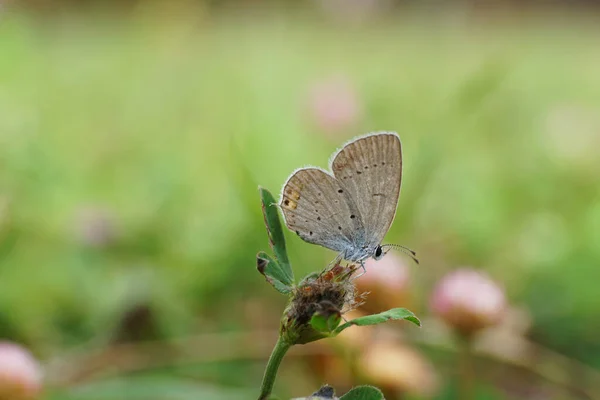 Close Borboleta Colorida Com Bigode Polemmatus Icarus Sentado Trevo Verde — Fotografia de Stock