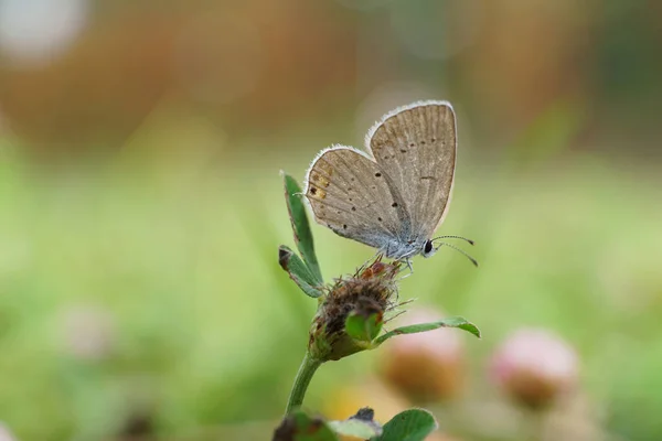 초록빛 안테나가 매크로 나비와 물갈퀴 — 스톡 사진