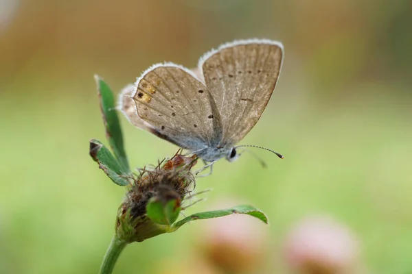 アンテナと翼を持つマクロブルー蝶ポリオンマタスIcarus緑のクローバーに座って — ストック写真