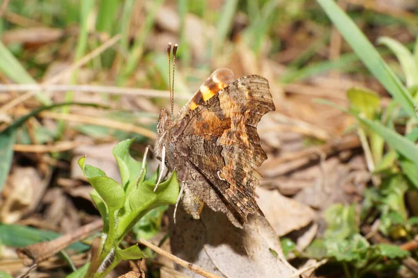 Macro Vue Côté Papillon Couleur Caucasienne Polygonia Album Assis Sur — Photo