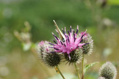 Macro Butterfly Polyommatus icarus in the inflorescence of wild burdock Arctium lappa summer                               
