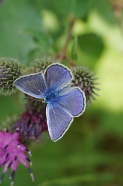 Kelebek Polyommatus Icarus 'un yazın Arctium Lappa pembe tarımının cilt yüzeyi içinde kanatlı üst görüntüsü - makro                               