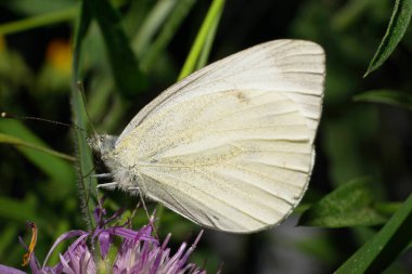 Yazın beyaz ve mor bir mısır çiçeğinin nektarını yiyen filizli Artogeia napi yazının beyaz ve mor kelebeğinin yakın görüntüsü.                              