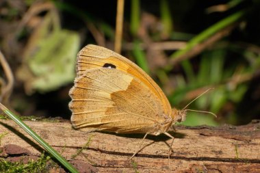 Beyaz tenli açık kahverengi kelebek gözü Maniola jurtina 'yı yazın orman çöplüğünde yosunlu kahverengi bir dalda otururken yakalıyor.                              