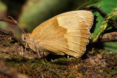 Kafkasya açık kahverengi kelebeğinin yakından görünüşü Maniola jürisini yazın bir orman çöpünde yosunlarda otururken yakalıyor.                              
