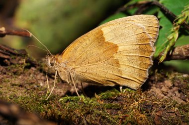  Beyaz tenli açık kahverengi kelebeğin Makro 'su yazın orman çöplüğünde uzun bıyıklı bir yosunla Maniola jurtina' yı yakalıyor.                              
