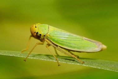 Yazın yeşil bir yaprağın üzerinde oturan Kafkas yeşili yapraklı Cicadella viridis.                               